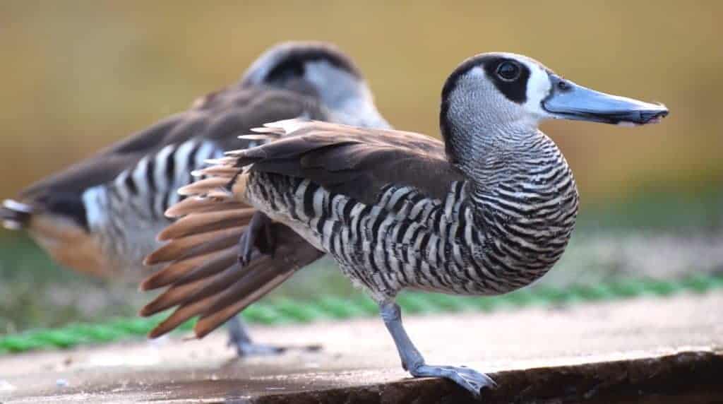 Pink-eared Duck wing stretching