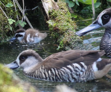 Parent raising Pink-eared duckling