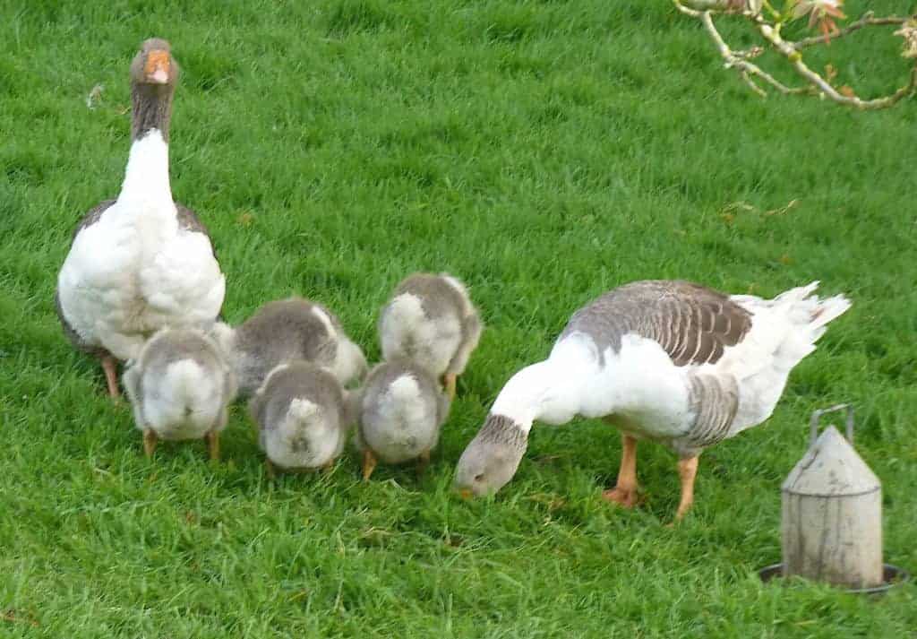 famil of Pomeranian geese in a field