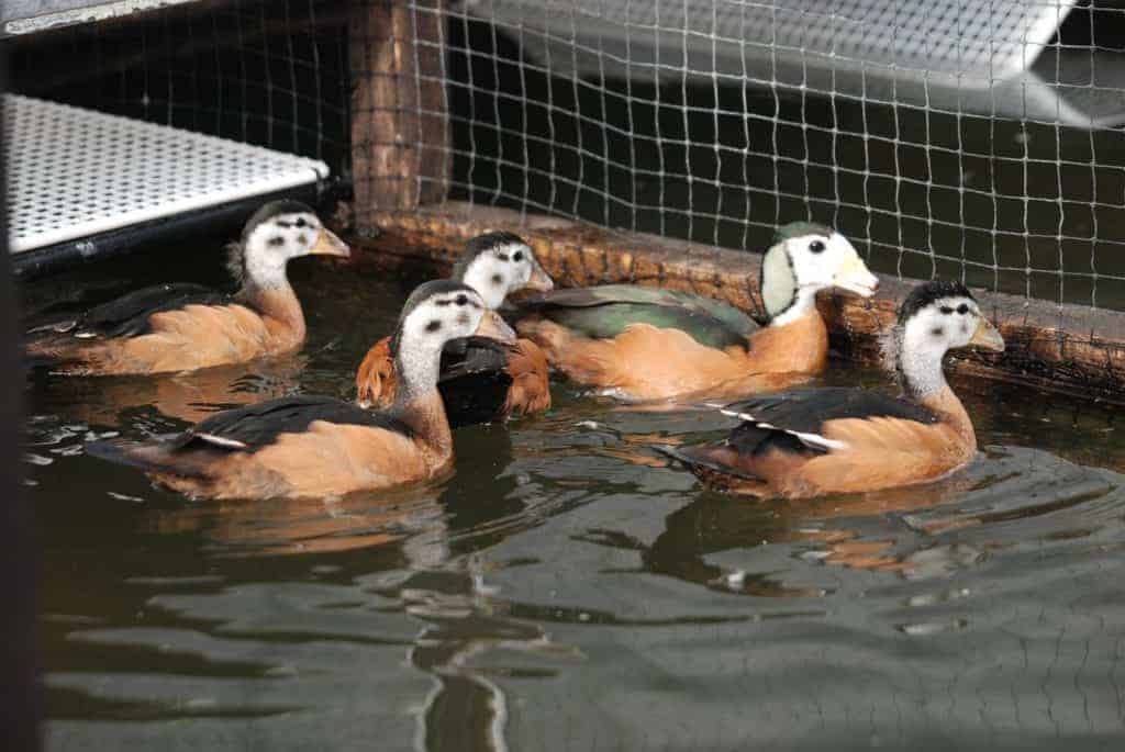 Group of juvenile African Pygmy Geese