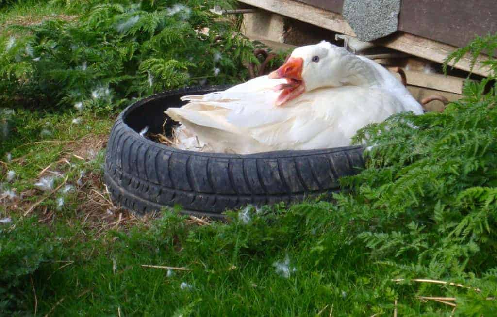 Roman goose on a nest