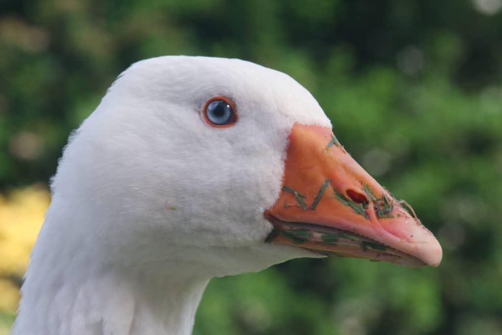 Roman Goose portrait