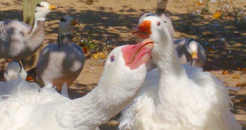 greeting display from Sebastopol Geese