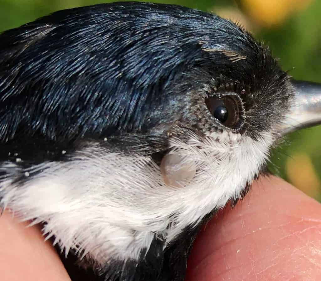Tick on th face of a Great Tit