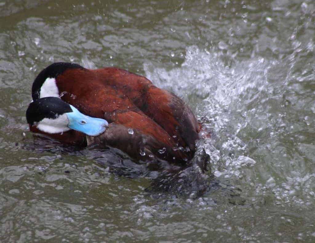 a pair of Ruddy ducks tussling