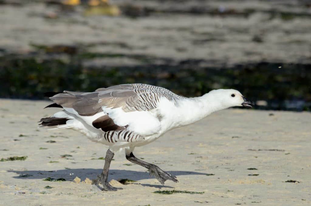 Upland Goose male