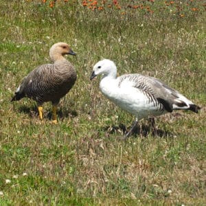 Pair of Upland geese in Stanley, Falkland Islands