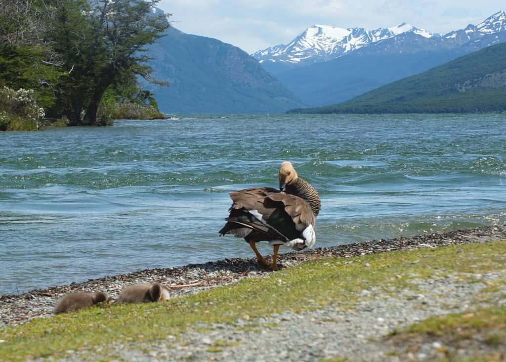 Upland Goose