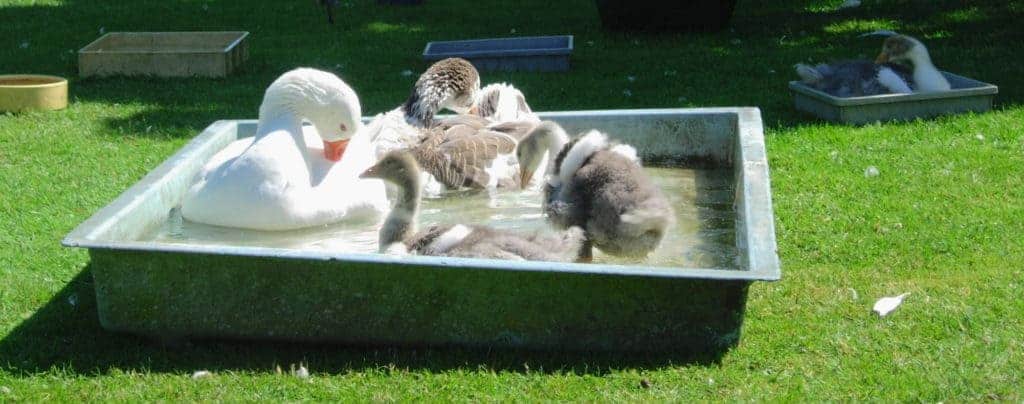 West of England goslings