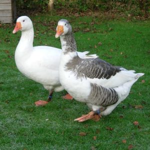 A pair of West of England Geese