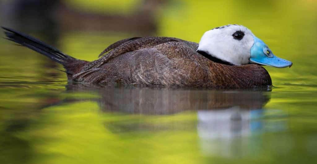 White-headed Duck swimming