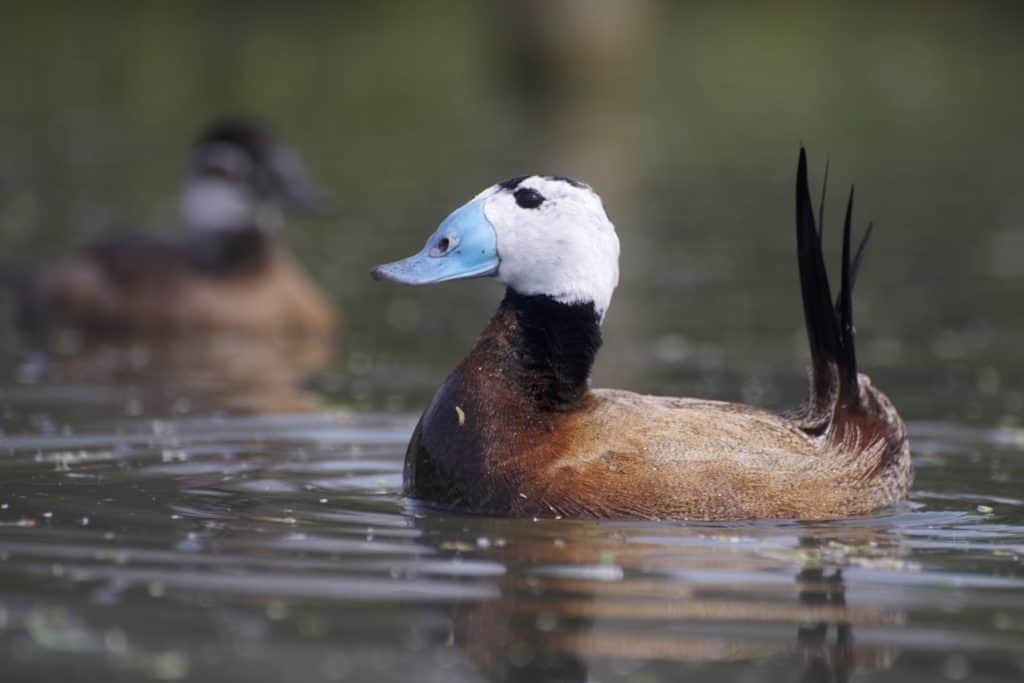 White-headed Duck tail up