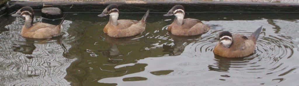 White-headed Ducks