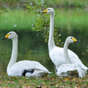 trio of alert Whooper swans by a lake