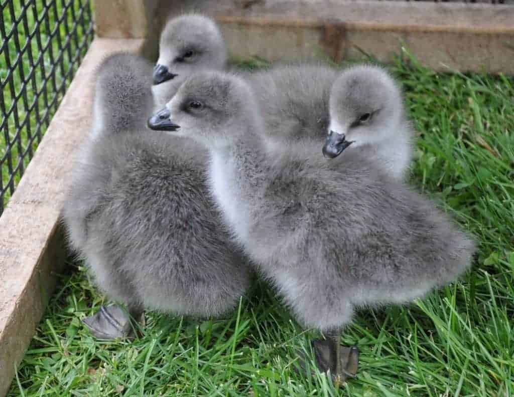 Emperor goslings in a grazing pen