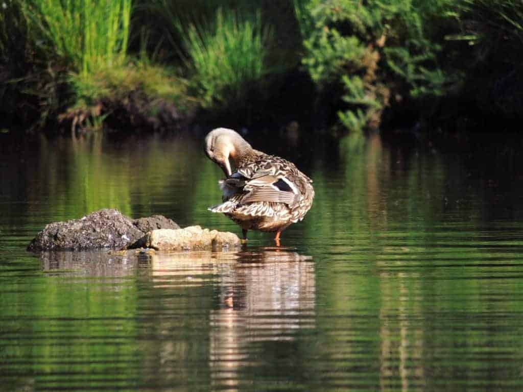 Mallard duck