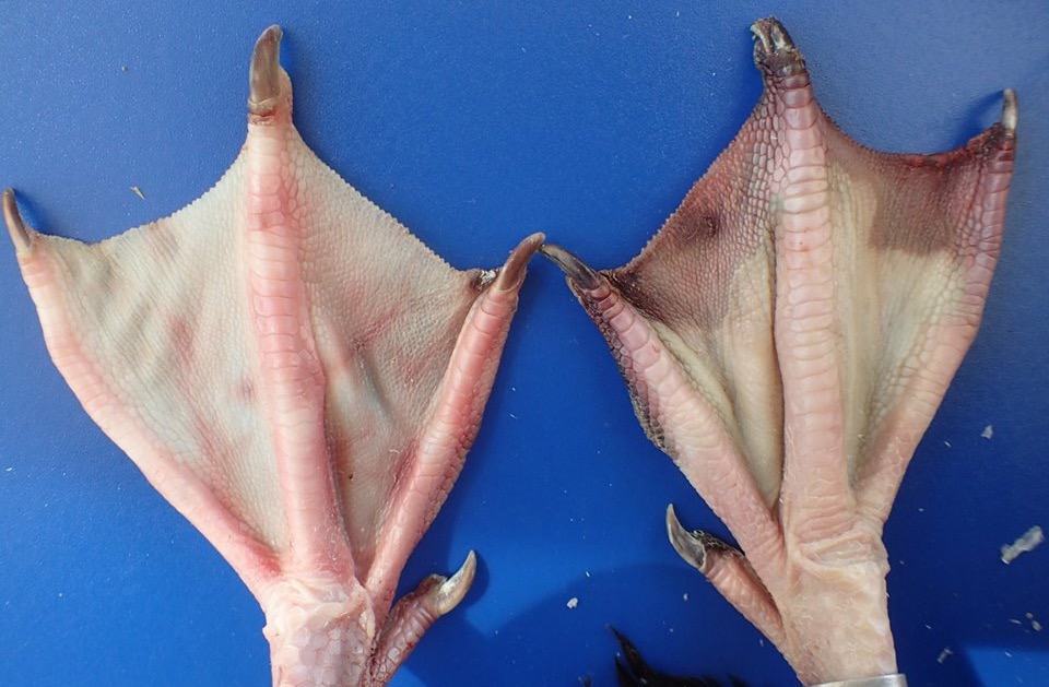 Whistling duck feet with frostbite