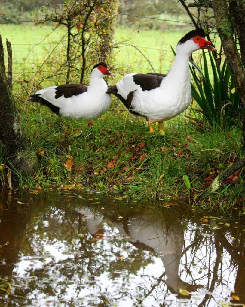 Chocolate Magpie Muscovy Ducks