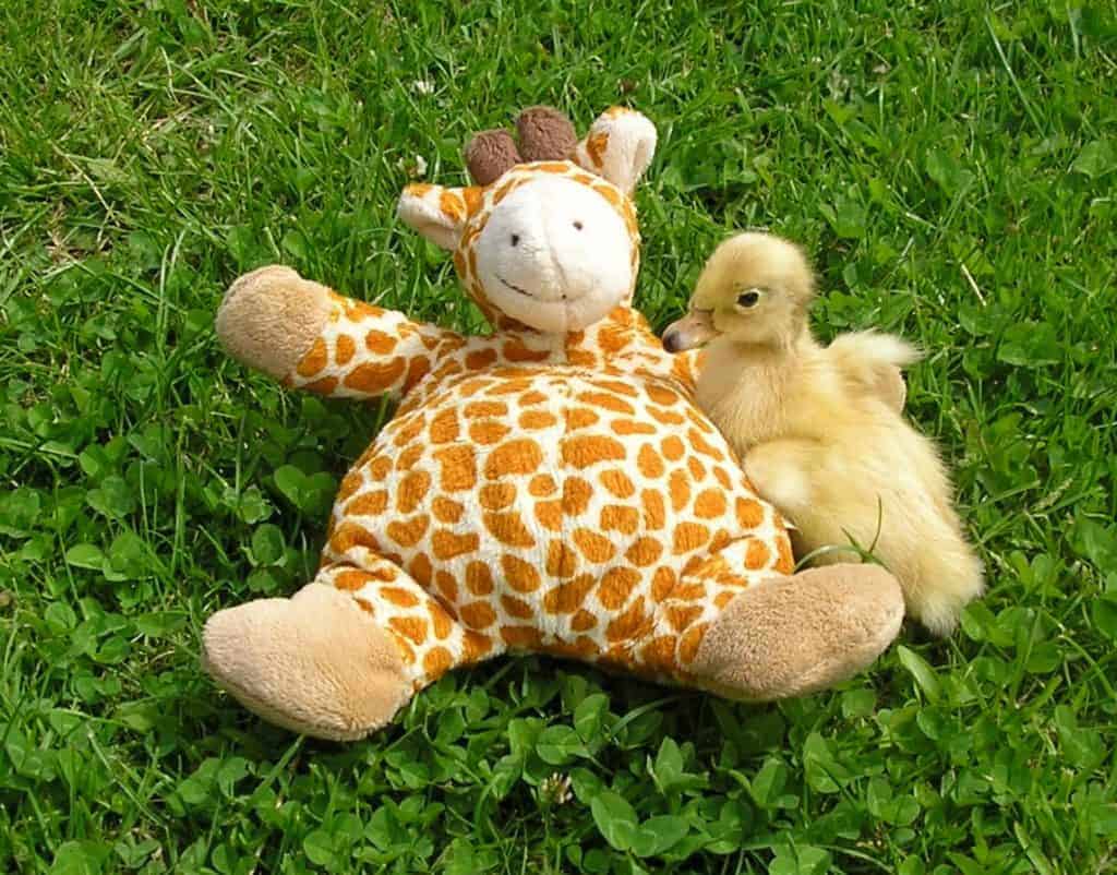 single duckling with a cuddly toy