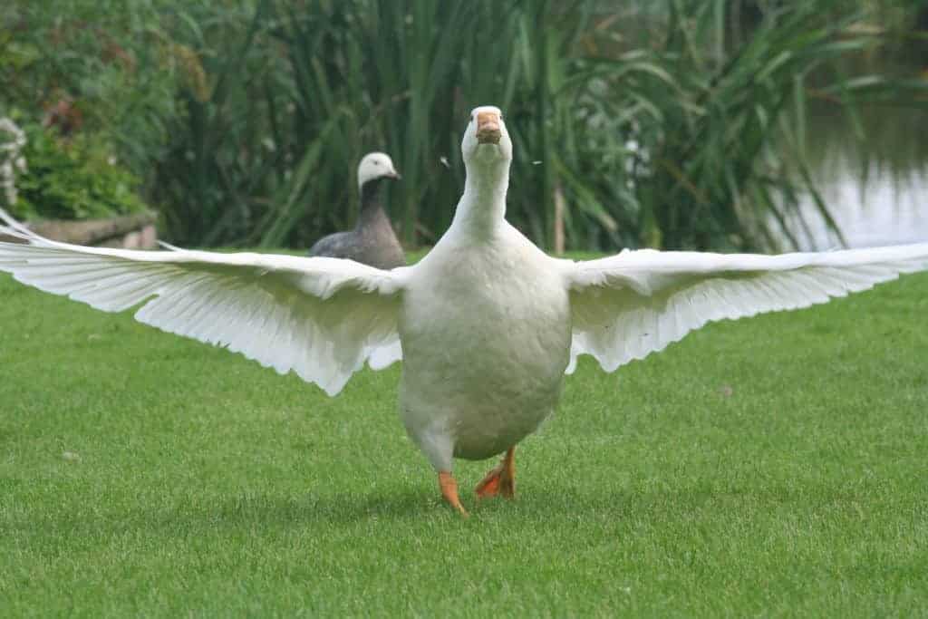 Roman Goose with wings outstretched