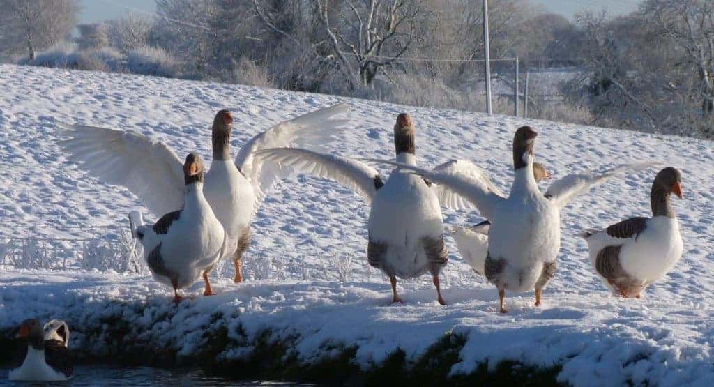 Pomeranian geese flapping their wings