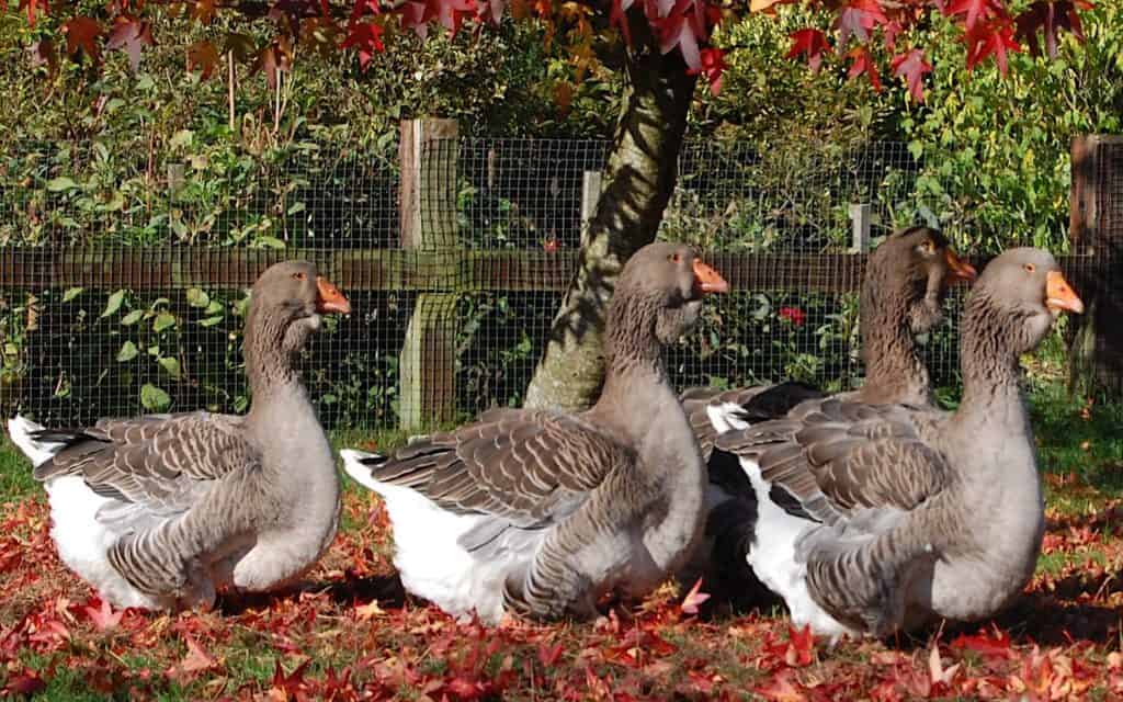 3 Toulouse Geese