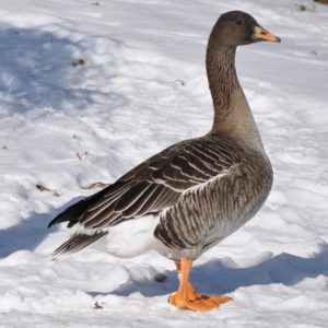 Bean Goose