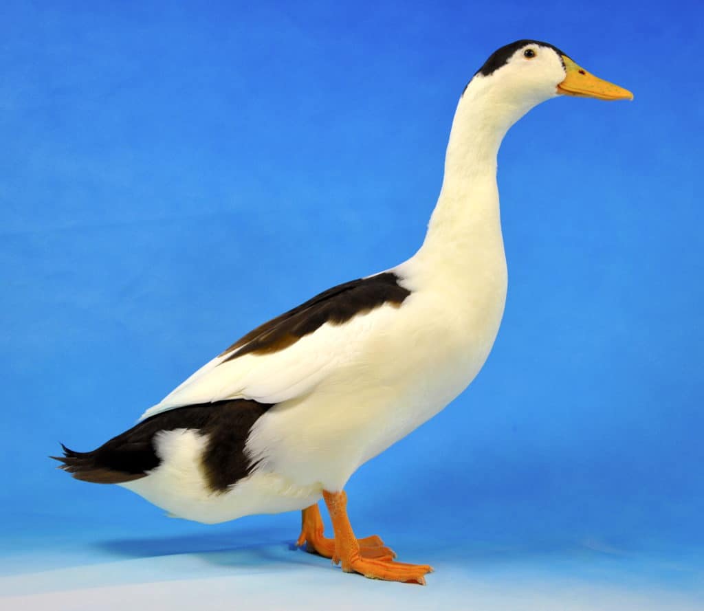 Chocolate Magpie duck standing on a blue photographer's background