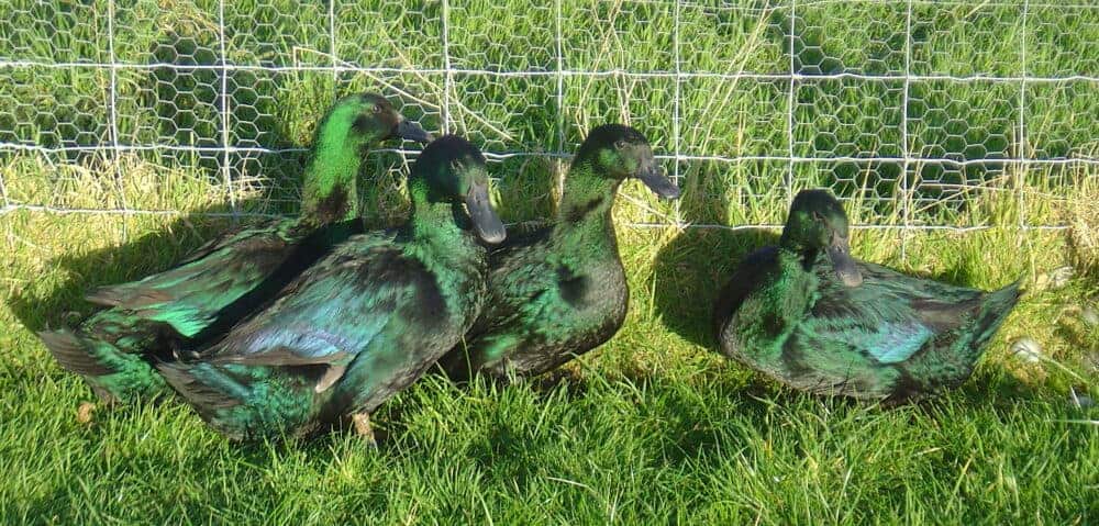 Cayuga British Waterfowl Association Cayuga British Waterfowl Association