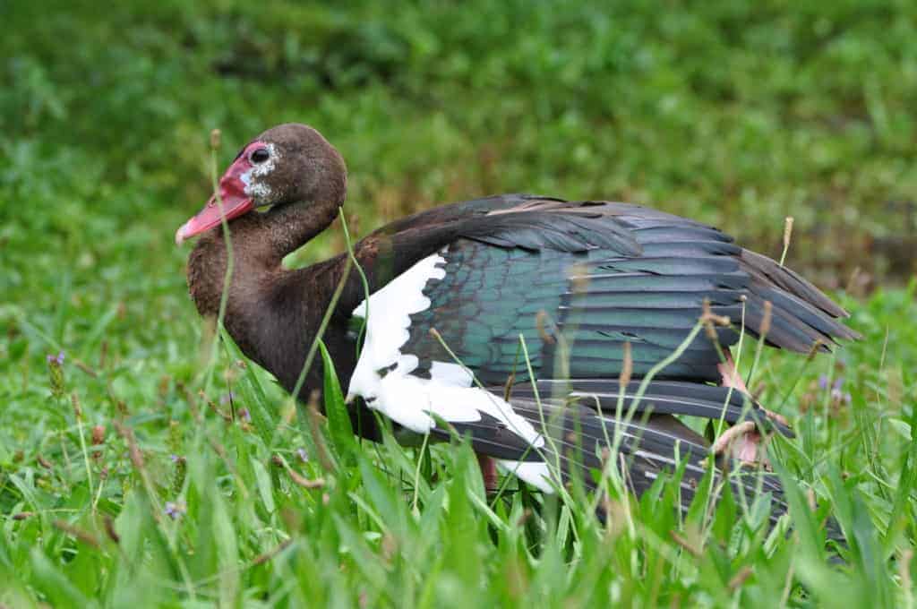 Black Spur-winged Goose wing-stretching