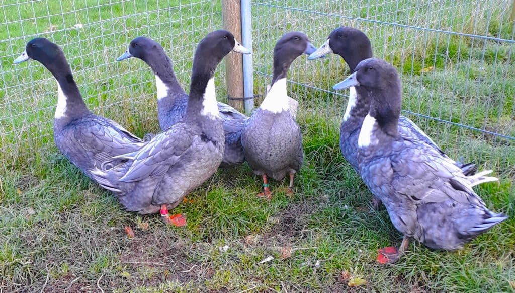A group of Blue Swedish Ducks