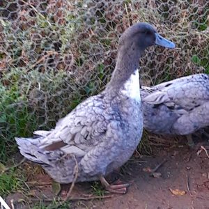 One of a flock of blue Swedish ducks