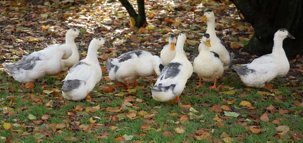 Blue and White Magpie ducks in an orchard