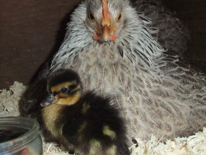 broody hen with a small duckling