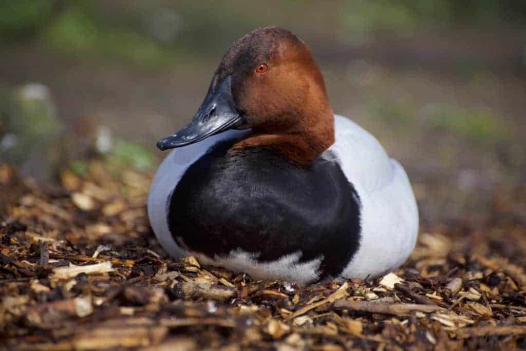 smart Canvasback sitting down