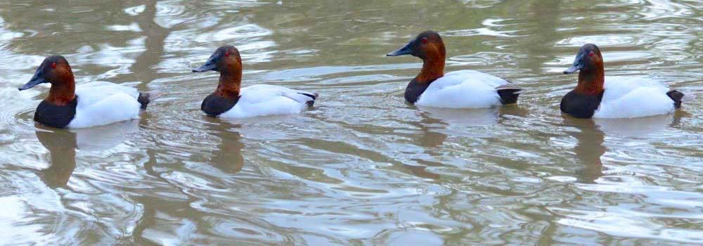 Canvasback drakes at Pinola