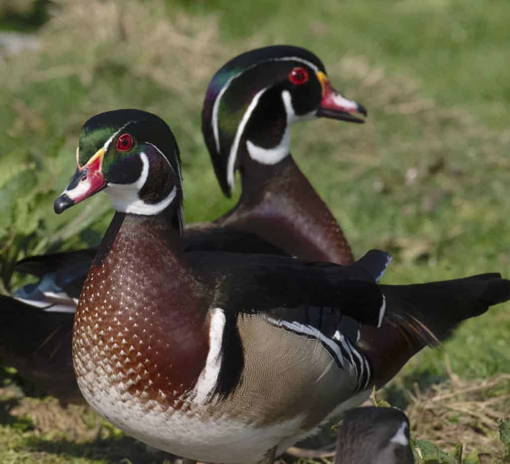 2 wood ducks