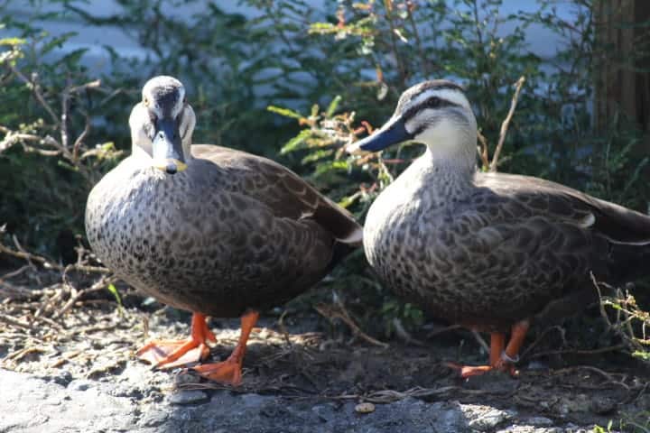 Chinese Spot-billed Ducks