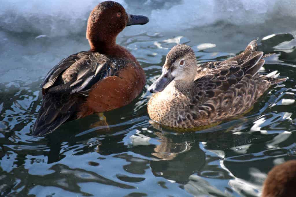 pair of Cinnamon Teal swimming in icy water