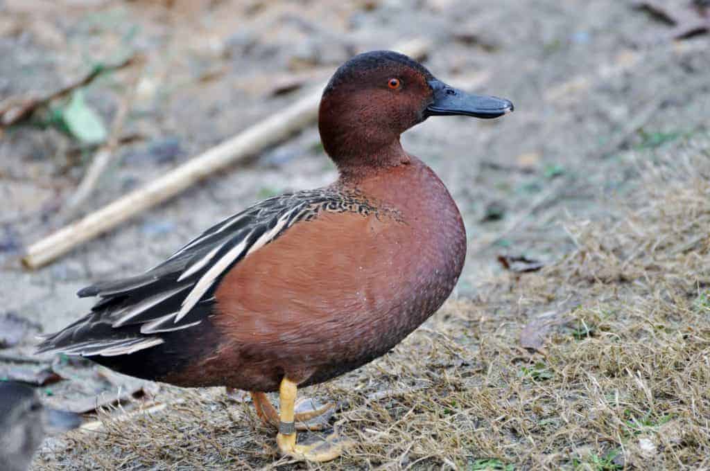 Cinnamon Teal