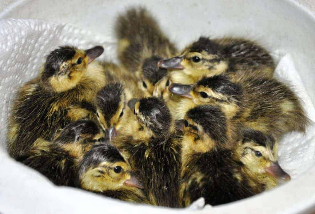a bowl full of newly hatched Cinnamon Teal ducklings