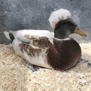 Crested Miniature duck in a show pen
