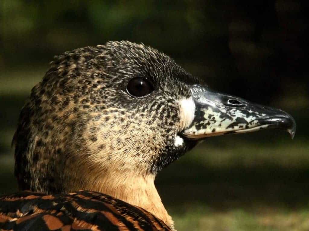 White-backed duck portrait