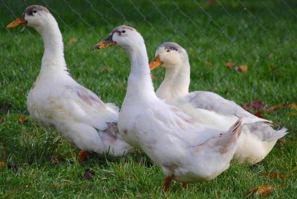 Dun and White Magpie ducks in a field