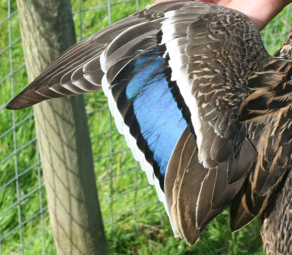 Mallard British Waterfowl Association