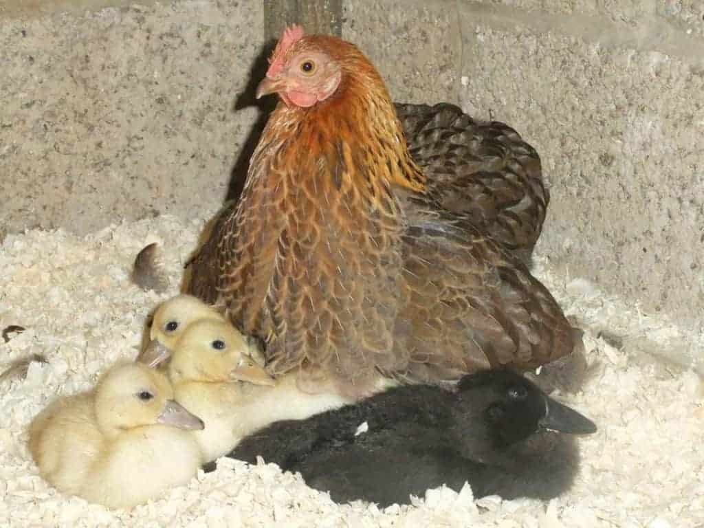 a broody hen with ducklings
