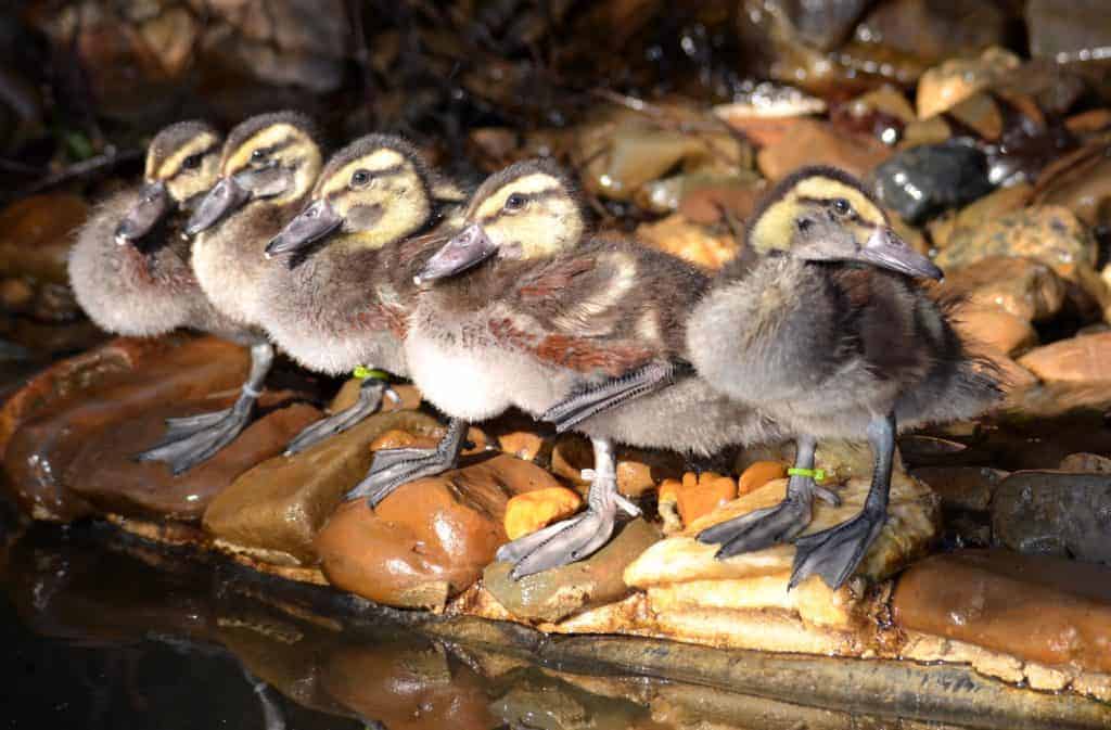 Hartlaub's ducklings