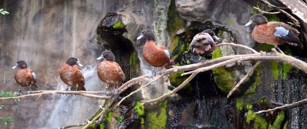 Hartlaub's Ducks on a branch