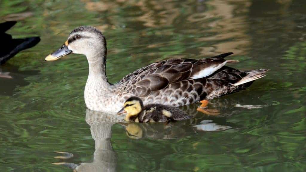 Indian Spotbill with duckling