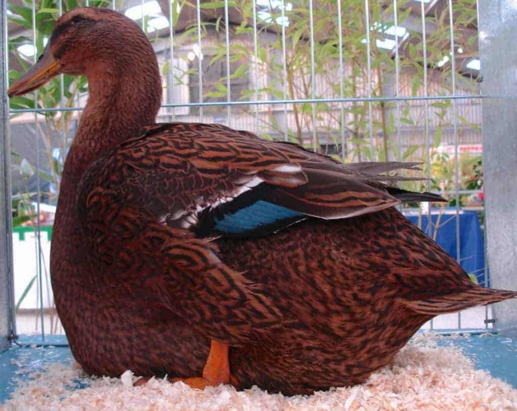 Rouen Duck